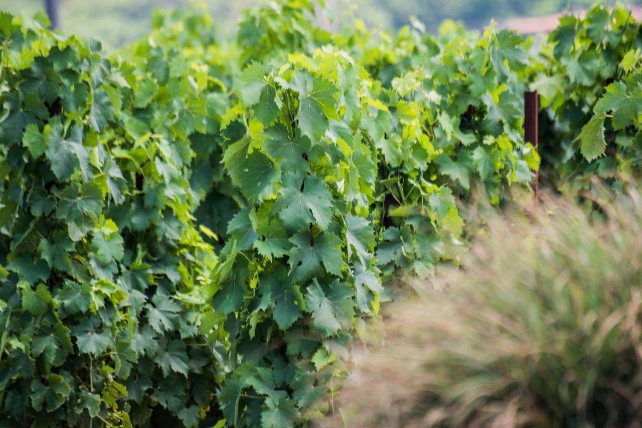 Tenuta Di Castellaro Winery & Resort Липари Екстериор снимка