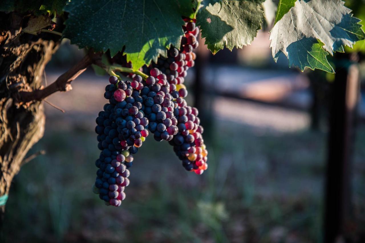 Tenuta Di Castellaro Winery & Resort Липари Екстериор снимка