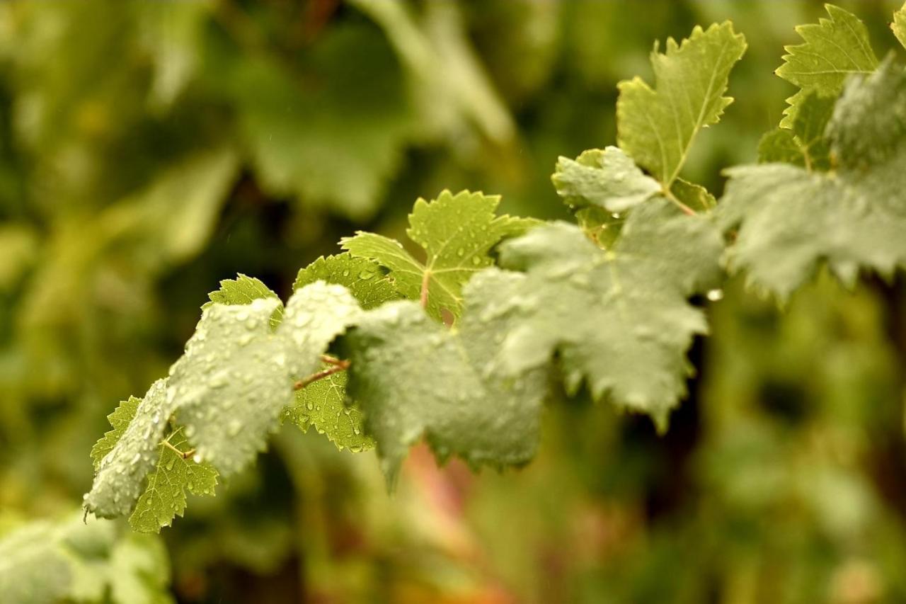 Tenuta Di Castellaro Winery & Resort Липари Екстериор снимка